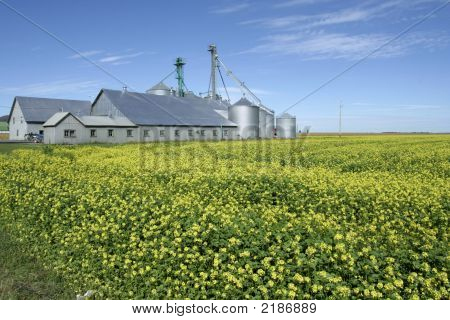 Ferme et Colza