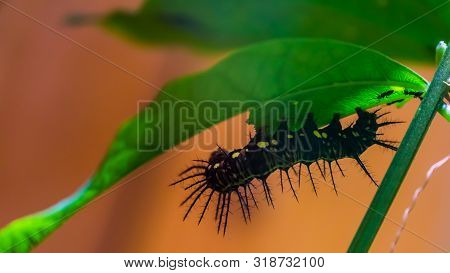 Macro Closeup Of A Black Julia Caterpillar, Butterfly In The Larval Stage, Tropical Insect Specie Fr