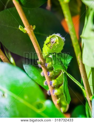 Beautiful Macro Closeup Of A Lebeau Silk Moth Caterpillar Walking On A Branch, Butterfly In The Larv