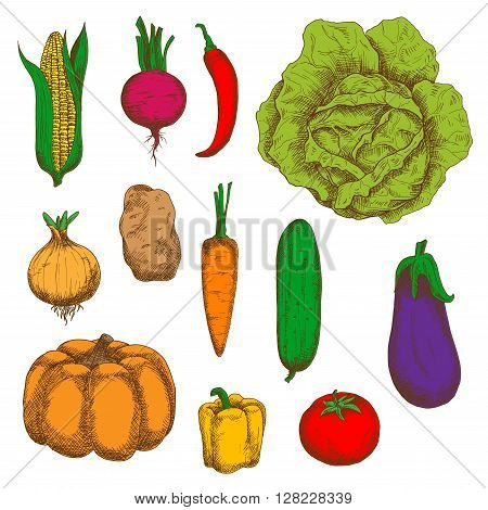 Fresh cabbage, carrot, potato, sweet corn, onion, chilli and bell peppers, tomato, beet, pumpkin, cucumber, eggplant vegetables vintage colorful sketches. Engraving stylized vegetable icons for old fashioned recipe book, greengrocer mark