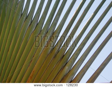 Palm verlof