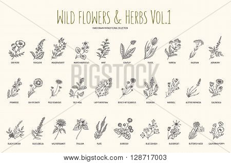 Wild flowers and herbs hand drawn set. Volume 1. Botany. Vintage flowers. Vector illustration in the style of engravings.