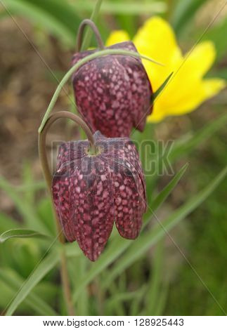 Two flowers of pink Fritillária meleágris on the bed