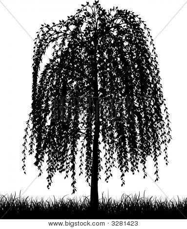 Weeping Willow Tree