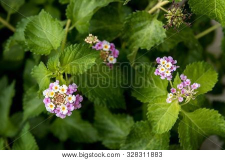 Umbelanterna Flower, Lantana Camara, Close-up Stock Photo, Selective Focus