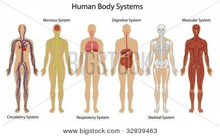 Illustration af de menneskelige krop systemer