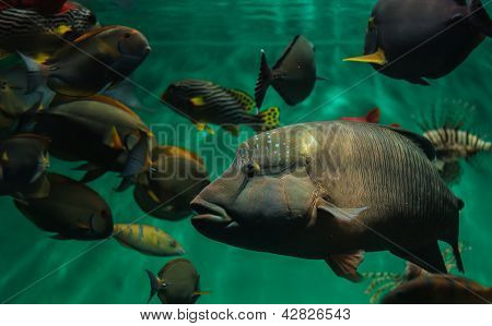 School of fish swimming in an aquarium