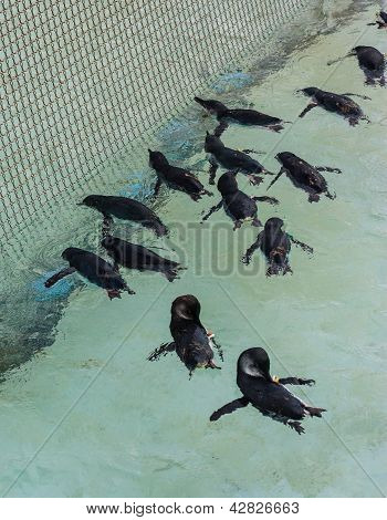 Small young penguins swim