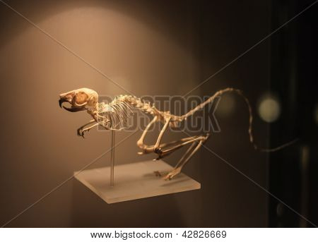 Rodent skeleton in museum