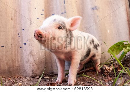 Close-up Of A Cute Muddy Piglet Running Around Outdoors On The Farm