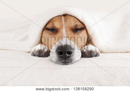 Sleeping Dog In Bed