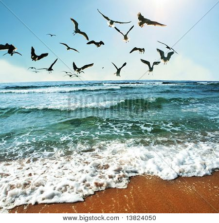 Sea gulls on coast