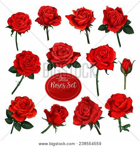 Rose Flower Set Of Blooming Plant. Garden Rose Isolated Icon Of Red Blossom, Petal And Bud With Gree