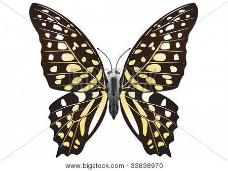 Tailed Jay  (Graphium Agamemnon) butterfly isolated on white