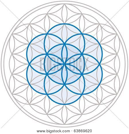 Seed Of Life In Flower Of Life