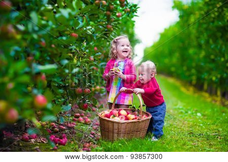 Kids Picking Fresh Apple On A Farm