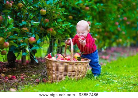 Little Boy With Apple Basket On A Farm