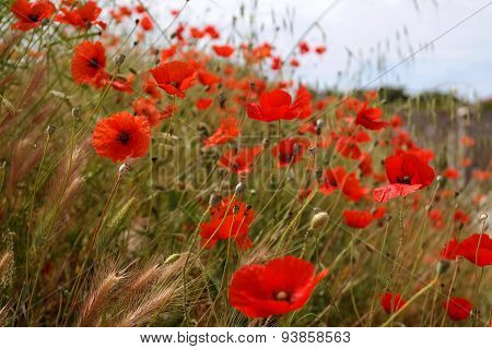 Poppies