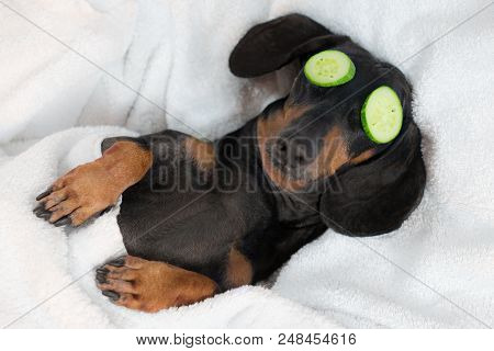 Dog Dachshund, Black And Tan, Relaxed From Spa Procedures On Face With Cucumber, Covered With A Towe