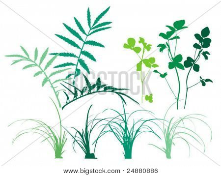 Gebladerte patronen - planten, gras, bladeren. Vector clipart. Bruikbare ontwerpelementen