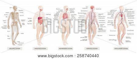 The Vector Illustration Human Body Systems Circulatory, Skeletal, Nervous, Digestive Systems