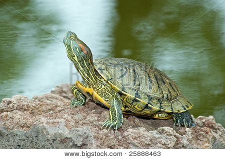 Beautiful turtle on the stone