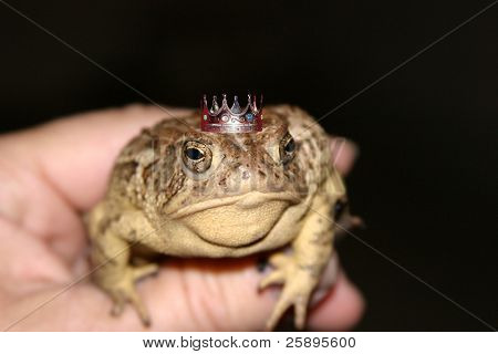 a toad sits in my hand one evening showing off its crown and proving its really a handsmome prince waiting for a damsel to kiss him and save him from the evil curse once placed upon him by a wicked witch