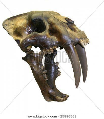 cropped on a white background skull of a Real Saber Tooth Tiger!
Proof that Dinosaurs Did Exhist!