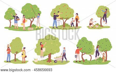 People Harvesting Fruit Trees. Family Picking Fruits Plucking Berries In Orchard, Autumn Garden Harv