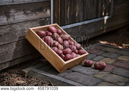 A Wooden Crate With Fresh Harvested Crop Of Organic Pink Potatoes On A Wooden Rustic Door Background