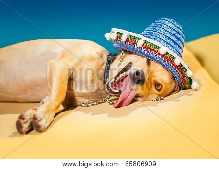 Drunk Mexican Dog