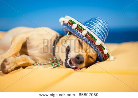 Drunk Mexican Dog