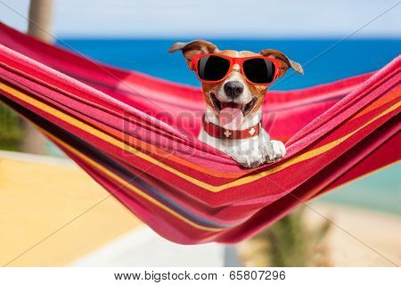 Dog On Hammock