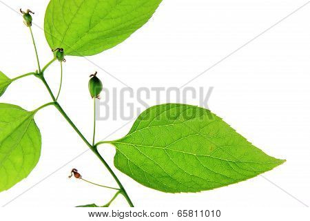 Common Hackberry  (Celtis australis)