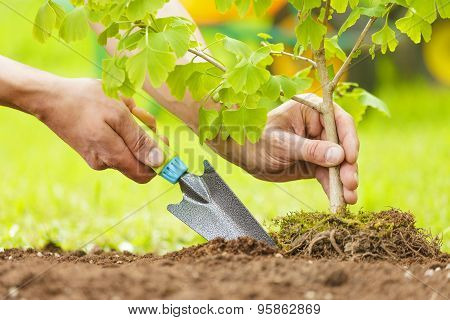 Hands Planting Small Tree With Roots In A Garden