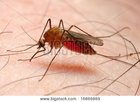 Anopheles mosquito - dangerous vehicle of infection