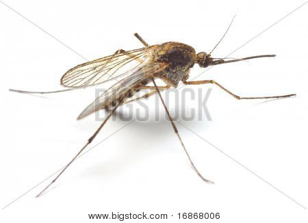 Anopheles mosquito - dangerous vehicle of infection - isolated on white background