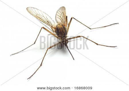 Anopheles mosquito - dangerous vehicle of infection - isolated on white background