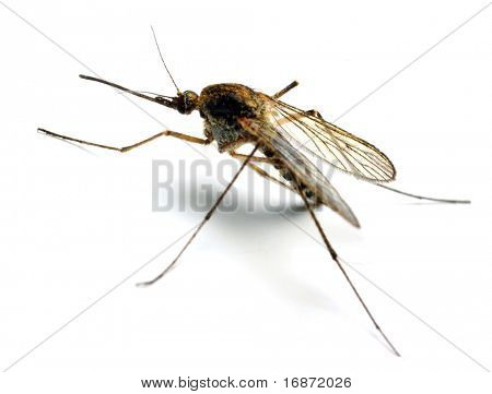 Anopheles mosquito - dangerous vehicle of infection - isolated on white background