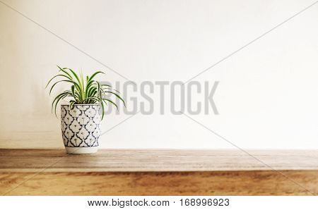 Wooden desk table top with tree pot on white wall, with copy space