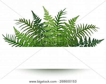 Fern Frond Frame Vector Illustration. Polypodiophyta Plant Leaves Decoration On White Background. De