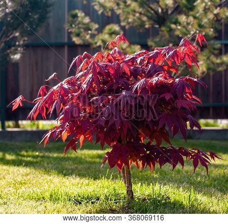 Small Red Maple Tree In The Garden