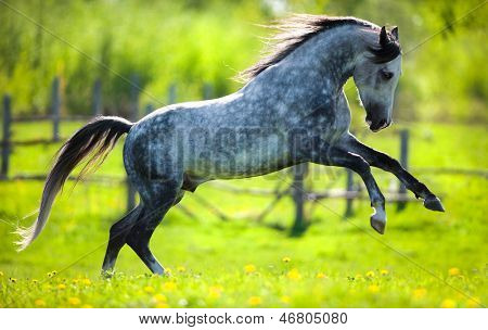 Horse gallops in springtime on field.