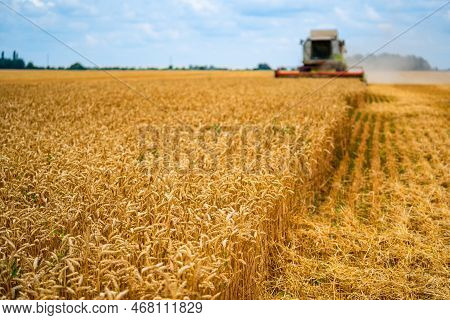 Heavy Technics In Wheat Field During The Sunny Day. Yellow Combine Harvesting Dry Wheat. Farmer Obse