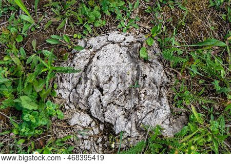 Photography On Theme Fresh Cow Dung Lies On Manure Animal Farm