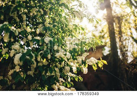 Beautiful Bird-cherry Flowers In Sunlight Morning In Sunny Park. Hackberry Blooming In Botanical Gar