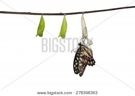 Isolated Emerged Common Jay Butterfly ( Graphium Doson)  With Pupa And Shell Hanging On Twig With Cl