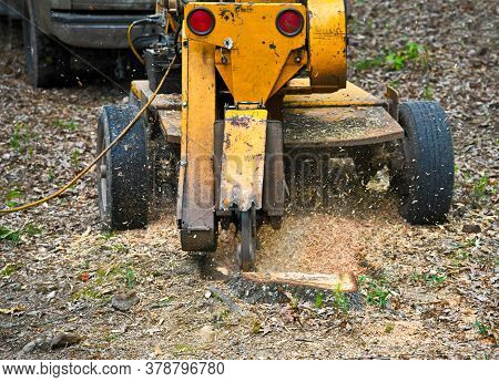 A Stump Grinding  Machine Removing A Stump From Cut Down Tree