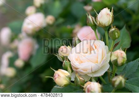 Delicate Pink Spray Rose. Hybrid Polyanthus Roses Cream Color In The Flower Bed. Variety Pastella.