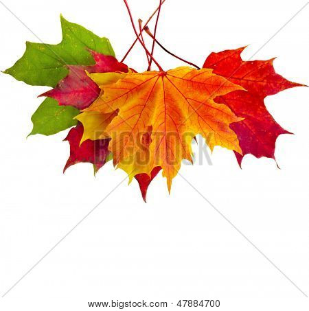 colorful autumn fall leaves maple isolated on white background 